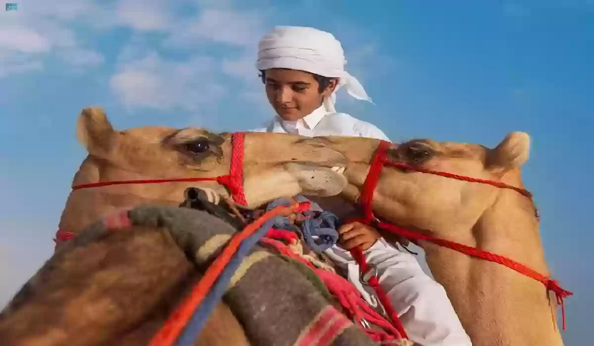 برعاية الأمير محمد بن سلمان.. انطلاق مهرجان ولي العهد للهجن.